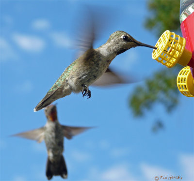 2 hummingbirds