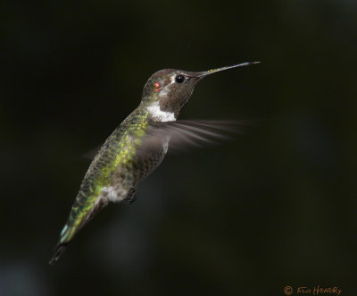 Solo Hummingbird dark background