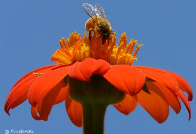 Honeybee on Orange Daisy