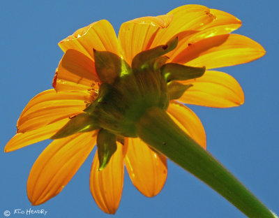 Backlit Daisy with an Ant or 2