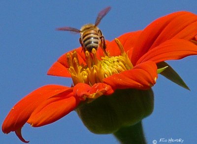 Honeybee on Daisy