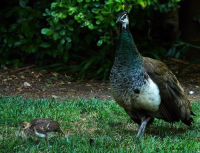 Peahen & Chickpea