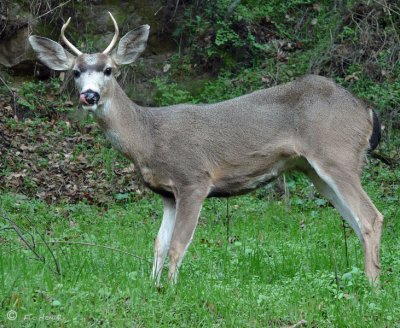 Mule Deer buck