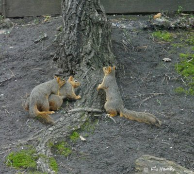 Fox Squirrels