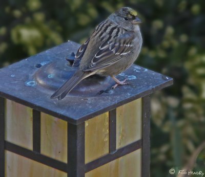 Yellow-crowned Sparrow