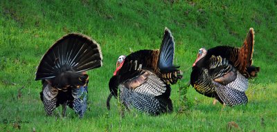 Turkey Strut