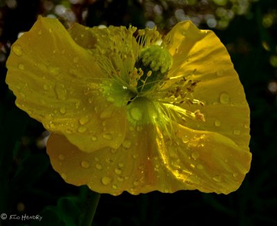 Celandine poppy  (Stylophorum diphyllum)