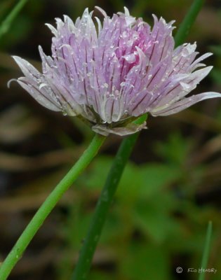 Allium sp. - onion