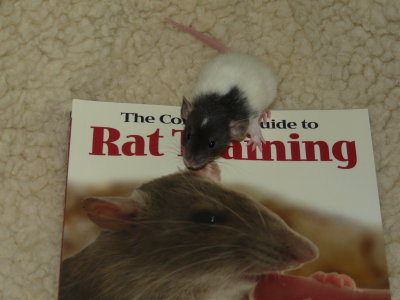 The Studious Rat