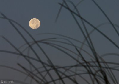 Early Morning Moon