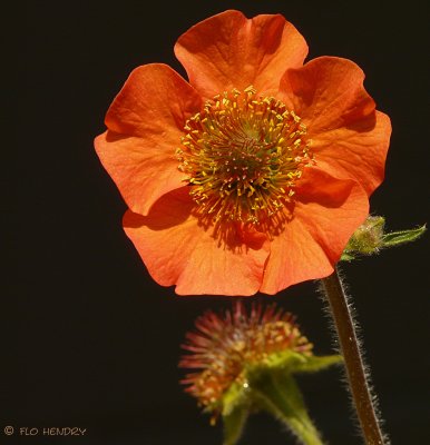 Unidentified small orange flower