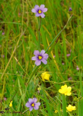 Blue-Eyed Grass (& Calif. Buttercups)