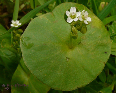 Miner's Lettuce (Claytonia perfoliata) (2 images)