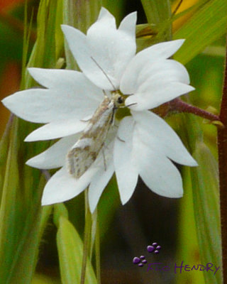 Woodland Star  with butterfly/moth