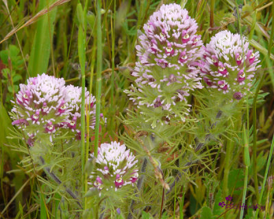 Purple Owl's Clover (Castilleja exserta)