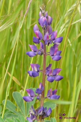 Silver Lupine (Lupinus albifrons)