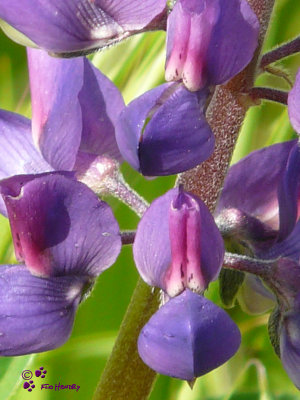 Silver Lupine  (Lupinus albifrons)