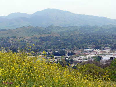 Wildflowers Gallery geographical area, Walnut Creek Ridge to Mt. Diablo State Park, California