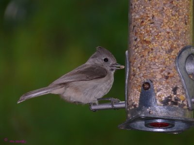 titmouse, Oak Titmouse