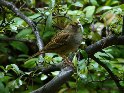 Sparrow, Golden-crowned Sparrow