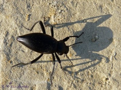 Shadow Dancing