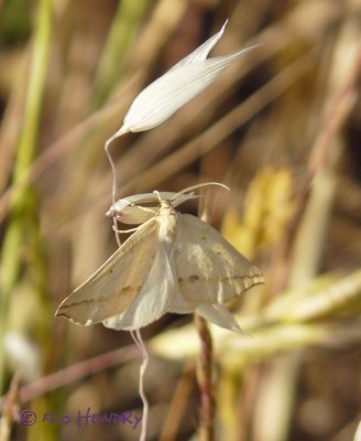 Confused Eusarca Moth - Eusarca confusaria