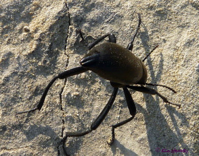 Darkling Ground Beetle - Dentate Stink Beetle