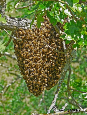 Traveling Honey Bees