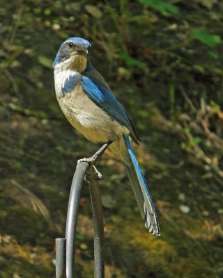 Jay, Scrub Jay