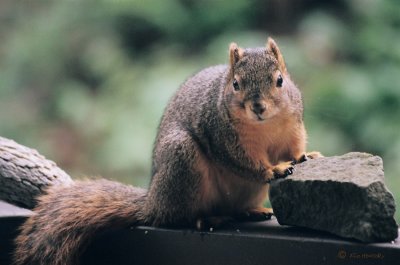 Fox Squirrel-female