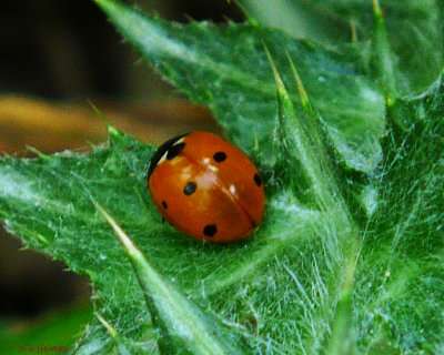 Ladybug Beetle - Seven-spoted