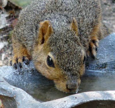 Fox Squirrel at the watering hole