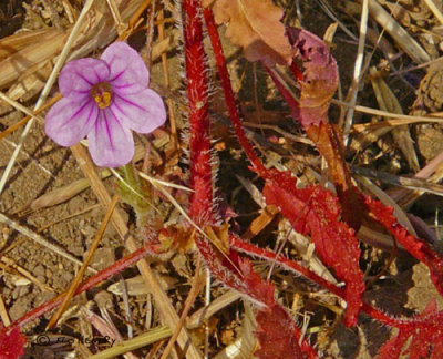 Longbeak Stork's bill (Erodium botrys) (2 images)