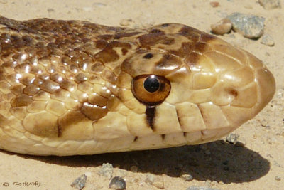 Pacific Gopher Snake (2 images)