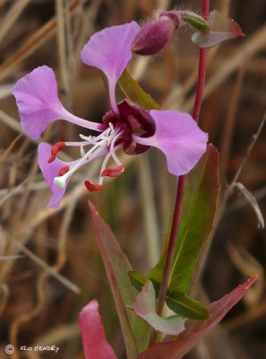 Elegant Clarkia