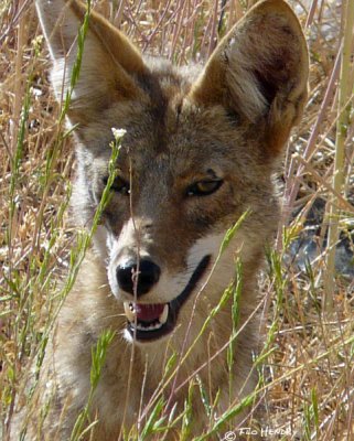 Coyote (3 images)