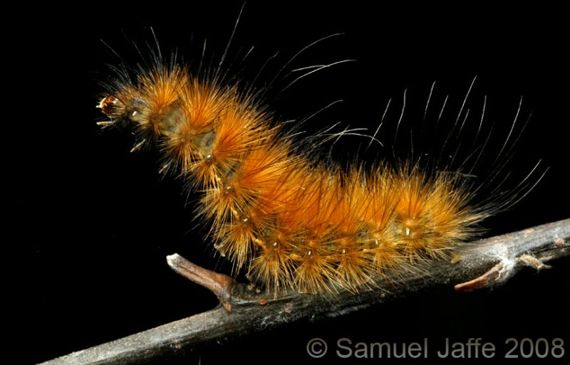 Spilosoma virginica (Yellow Bear)