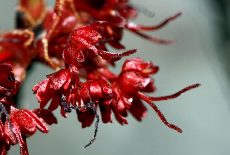 Red Maple Flower