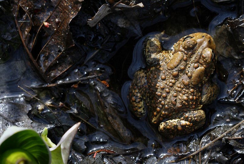 Bufo americanus - American Toad