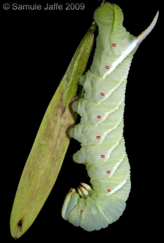 Ceratomia undulosa - Waved Sphinx