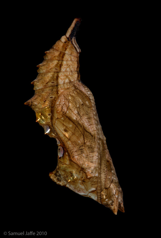 Polygonia comma - Comma Chrysalis