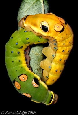 Papilio troilus (Spicebush Swallowtail)