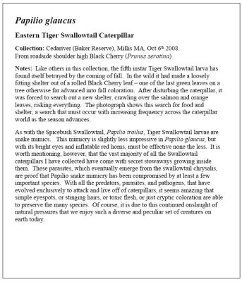 Tiger Swallowtail Essay