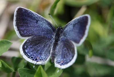 Eastern Tailed-blue