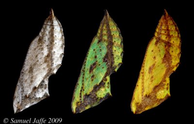 Three Ladies - three different color morphs near eclosion