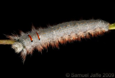 Phyllodesma americana - Lappet Moth