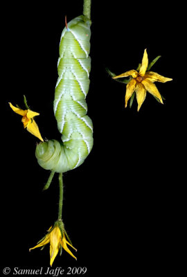 Tobacco Hornworm on Flowers
