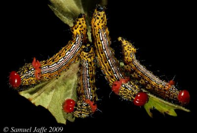 Schizura concinna - Red-humped Caterpillar