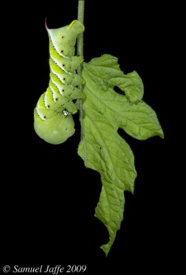 Manduca Hornworm  - Tomato Leaf