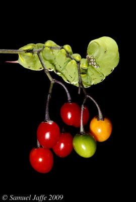 Manduca Hornworm - Nightshade Berries
